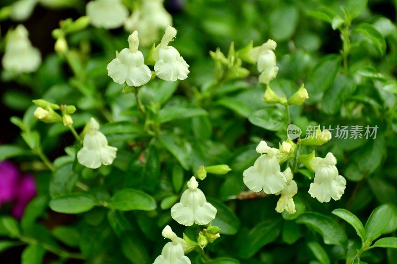 小叶鼠尾草/小鼠尾草柠檬色花